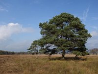 NL, Drenthe, Midden-Drenthe, Witterveld 6, Saxifraga-Hans Dekker