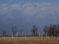 NL, Drenthe, Midden-Drenthe, Witterveld 7, Saxifraga-Hans Dekker