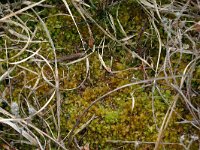 NL, Drenthe, Midden-Drenthe, Zuiderhijken 1, Saxifraga-Hans Boll