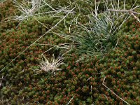 NL, Drenthe, Midden-Drenthe, Zuiderhijken 7, Saxifraga-Hans Boll