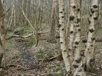 NL, Drenthe, Noordenveld, Alteveer 2, Saxifraga-Hans Boll