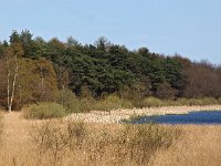 NL, Drenthe, Noordenveld, Esmeer 2, Fochteloerveen, Saxifraga-Hans Dekker