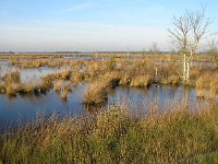 NL, Drenthe, Noordenveld, Fochteloerveen 1, Saxifraga-Kees van Berkel