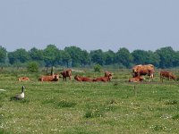 NL, Drenthe, Noordenveld, Fochteloerveen 27, Saxifraga-Hans Dekker