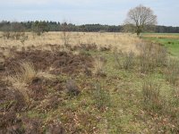 NL, Drenthe, Noordenveld, Fochteloerveen 28, Saxifraga-Mark Zekhuis