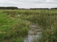 NL, Drenthe, Noordenveld, Langeloo Broeklanden 1, Saxifraga-Hans Dekker