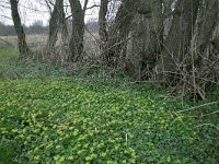 NL, Drenthe, Noordenveld, Lieveren 1, Saxifraga-Hans Boll