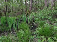 NL, Drenthe, Noordenveld, Maatlanden 11, Saxifraga-Hans Boll