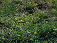 NL, Drenthe, Noordenveld, Maatlanden 14, Saxifraga-Hans Boll