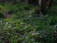 NL, Drenthe, Noordenveld, Maatlanden 15, Saxifraga-Hans Boll