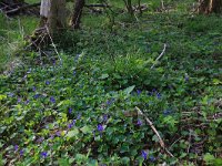 NL, Drenthe, Noordenveld, Maatlanden 16, Saxifraga-Hans Boll