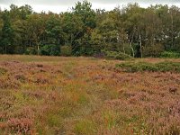 NL, Drenthe, Noordenveld, Maatlanden Roden 1, Saxifraga-Hans Dekker