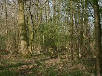 NL, Drenthe, Noordenveld, Nietap 2, Saxifraga-Hans Boll