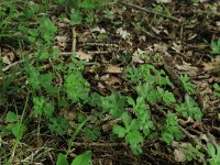 NL, Drenthe, Noordenveld, Nietap 20, Saxifraga-Hans Boll