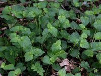 NL, Drenthe, Noordenveld, Nietap 34, Saxifraga-Hans Boll