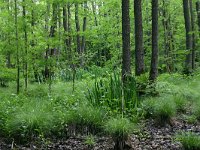 NL, Drenthe, Noordenveld, Nietap 37, Saxifraga-Hans Boll