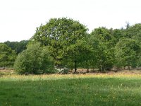 NL, Drenthe, Noordenveld, Nietap 41, Saxifraga-Hans Boll