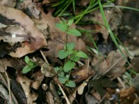 NL, Drenthe, Noordenveld, Nietap 42, Saxifraga-Hans Boll