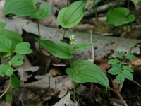 NL, Drenthe, Noordenveld, Nietap 46, Saxifraga-Hans Boll