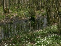 NL, Drenthe, Noordenveld, Nietap 5, Saxifraga-Hans Boll