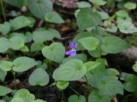 NL, Drenthe, Noordenveld, Nietap 51, Saxifraga-Hans Boll