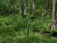 NL, Drenthe, Noordenveld, Nietap 54, Saxifraga-Hans Boll