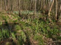 NL, Drenthe, Noordenveld, Nietap 6, Saxifraga-Hans Boll