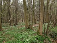 NL, Drenthe, Noordenveld, Nietap 63, Saxifraga-Hans Boll