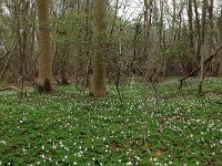 NL, Drenthe, Noordenveld, Nietap 64, Saxifraga-Hans Boll