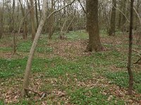 NL, Drenthe, Noordenveld, Nietap 65, Saxifraga-Hans Boll