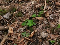 NL, Drenthe, Noordenveld, Nietap 66, Saxifraga-Hans Boll