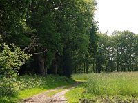 NL, Drenthe, Noordenveld, Norg, Norgerholt 1, Saxifraga-Hans Dekker