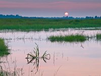 NL, Drenthe, Noordenveld, Onlanden 6, Saxifraga-Rudmer Zwerver  The sun is setting over a fresh water swamp : Netherlands, Noordenveld, achtergrond, afternoon, atmosphere, background, calm, calmness, color, colorful, creative nature, dageraad, dawn, dramatic, dramatisch, dusk, dutch, ecologische hoofdstructuur, ehs, energetic, energiek, environment, freshwater, gras, grass, green, groen, groningen, holland, kalm, kalmte, kleur, kleurrijke, lake, landelijk, landscape, landschap, leekstermeer, lente, licht, light, lucht, marsh, marshland, matsloot, meer, milieu, moeras, moerassig, namiddag, natura 2000, natural, nature, nature development, natuur, natuur ontwikkeling, natuurbouw, natuurlijk, nederland, nederlands, niemand, nobody, onlanden, peace, peaceful, pink, plant, quiet, reed, reflect, reflecteren, reflectie, reflection, riet, roze, rudmer zwerver, rural, rustig, rustige, sandebuur, schemering, sereen, serene, sereniteit, serenity, sfeer, sky, spectaculaire, spectacular, spring, summer, sun, sunbeam, sunlight, sunray, sunrise, sunset, sunshine, swamp, swampy, tranquil, twilight, vegetatie, vegetation, vrede, water, wetland, zoet water, zomer, zon, zonlicht, zonneschijn, zonnestraal, zonsondergang, zonsopgang