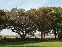 NL, Drenthe, Noordenveld, Peizermaden 13, Saxifraga-Hans Dekker