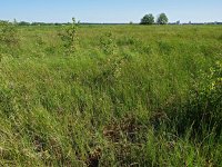 NL, Drenthe, Noordenveld, Peizermaden 5, Saxifraga-Hans Dekker