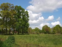 NL, Drenthe, Noordenveld, Roderwolde 3, Saxifraga-Hans Dekker