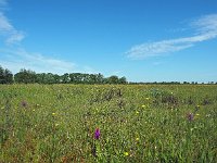 NL, Drenthe, Noordenveld, Roeghoorn Oostervoorste Diep 1, Saxifraga-Hans Dekker