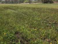 NL, Drenthe, Tynaarlo, De Heest 15, Saxifraga-Hans Boll