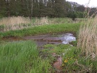 NL, Drenthe, Tynaarlo, De Heest 22, Saxifraga-Hans Boll