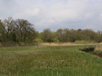 NL, Drenthe, Tynaarlo, De Heest 27, Saxifraga-Hans Boll