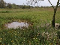 NL, Drenthe, Tynaarlo, De Heest 30, Saxifraga-Hans Boll