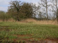 NL, Drenthe, Tynaarlo, De Heest 32, Saxifraga-Hans Boll