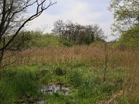 NL, Drenthe, Tynaarlo, De Heest 35, Saxifraga-Hans Boll