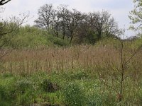 NL, Drenthe, Tynaarlo, De Heest 36, Saxifraga-Hans Boll