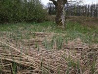 NL, Drenthe, Tynaarlo, De Heest 46, Saxifraga-Hans Boll