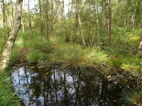 NL, Drenthe, Tynaarlo, Drentsche Aa 1, Foto Fitis-Sytske Dijksen