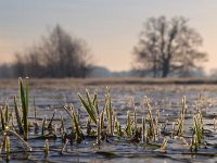 Rimed grass  Rimed grass in winter landscape : Drenthe, Drentsche Aa, Netherlands, basin, color, creative nature, dawn, deposit, droplets, dusk, dutch, freezing, frozen, granular, grass, green, holland, ice, landscape, nature, opaque, rime, rimed, river, rudmer zwerver, rural, sky, stream, sun, sunrise, sunset, tree, valley, water, winter