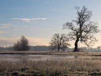 Trees in winter  Trees in winter landscape in dutch river basin : Drenthe, Drentsche Aa, Netherlands, basin, color, creative nature, dawn, deposit, droplets, dusk, dutch, freezing, frozen, granular, grass, green, holland, ice, landscape, nature, opaque, rime, rimed, river, rudmer zwerver, rural, sky, stream, sun, sunrise, sunset, tree, valley, water, winter