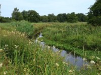 NL, Drenthe, Tynaarlo, Lage Maden 11, Saxifraga-Hans Boll