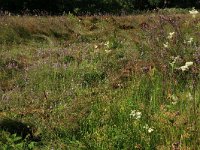 NL, Drenthe, Tynaarlo, Lage Maden 22, Saxifraga-Hans Boll